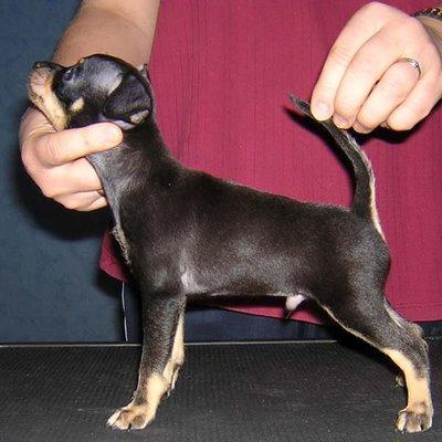 šādi izstāda tojus izstādēs Autors: minihipijs russian toy terrier