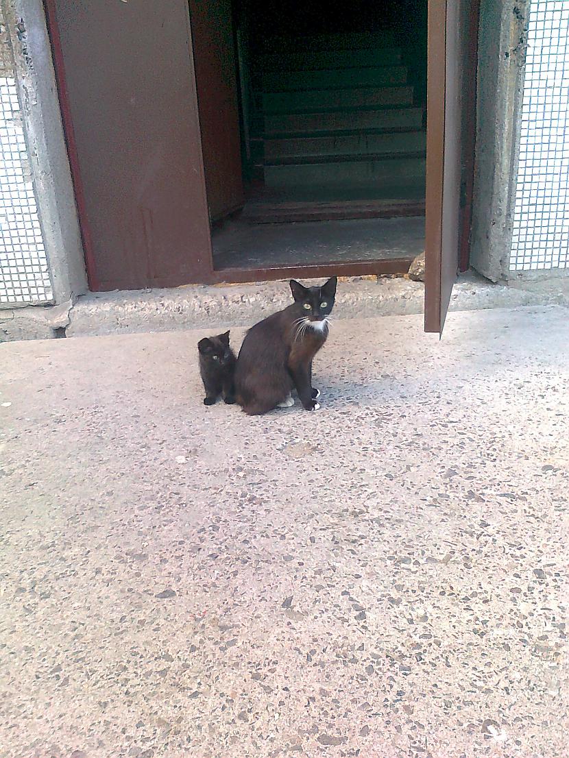  Autors: guntis19982 Pamestie Karostas kaķēni...