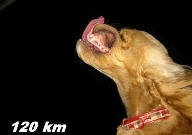 120kmh Autors: Aresa Suns un vējš
