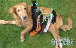  Autors: rencoX Suns apēda 17 apģērba gabalus un palika dzīvs