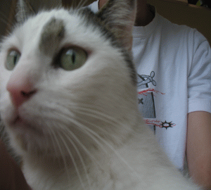 Agurs Man ir viens kaķis kurš... Autors: abols1 Spoku mājdzīvnieki.