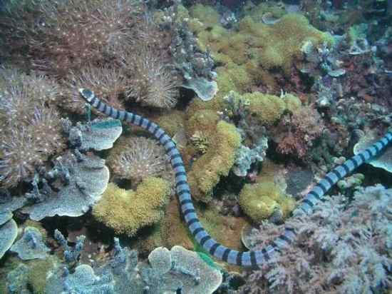 Belchers Sea Snake Jūras Čūska... Autors: qfd2 10 indīgākās čuskas pasaulē.