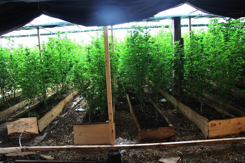  Autors: xx Salduū fermā izaudzē marihuānu 7,2 miljonu latu vērtīb