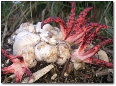 Velna nags velna nags ir kaut... Autors: EziitisPsihopaats 10 šausmīgi augi, kuriem nevajadzētu eksistēt