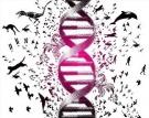 Cilvēka DNS satur aptuveni 80... Autors: Cukurgailītis Interesanti fakti par CILVĒKU! [1]