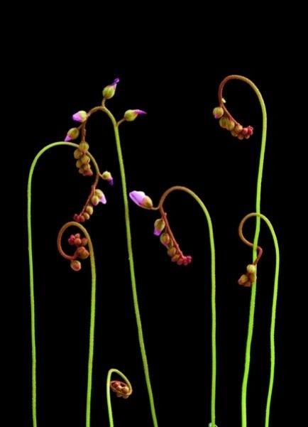 Kukaiņi pielīp pi zieda un... Autors: Asiņainā Mērija Augi killeri.