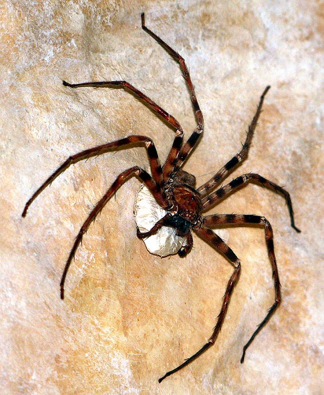 1 Laosa Lielākā zirnekļa... Autors: guntis19982 Ienīsti zirnekļus? Tad labāk uz šīm valstīm nebraukt..