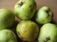 PAŅem ābolus un sagriež Autors: zachuks39 Kūka svētkiem un ikdienā