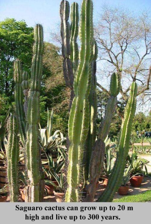 Saguaro kaktuss spēj izaugt 20... Autors: Meginātors Pāris interesanti fakti !!!Tagad ar tulkojumu !!