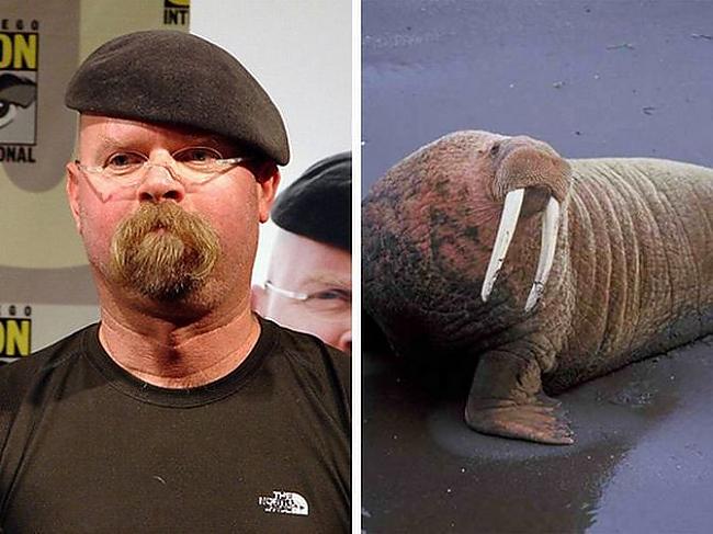 Jamie Hinemen  Walrus Autors: Foxmens Slavenibas un zveri