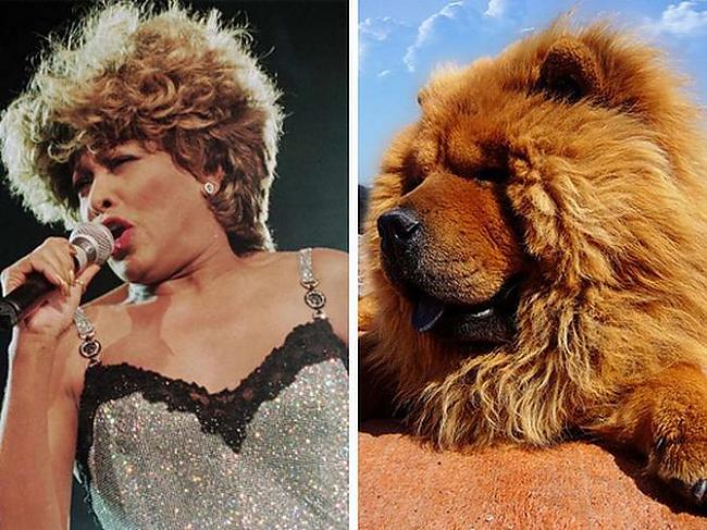 Tina Turner chowchow Autors: Foxmens Slavenibas un zveri