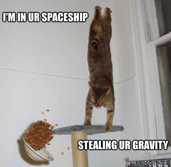 gravity Autors: lancer159 Smieklīgie kaķi !!