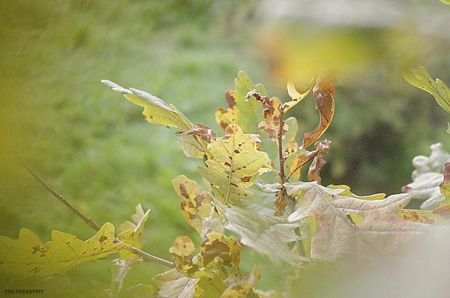 Autors: ssilver Goodbye autumn!