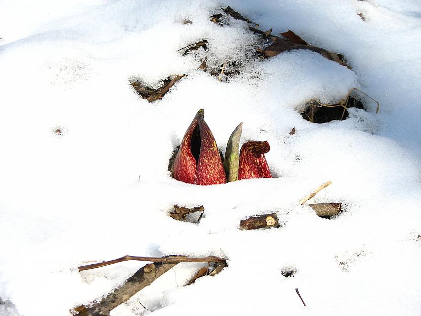 Termoģenēzei tiescaronām ir... Autors: Cuukis Siltasiņu augi