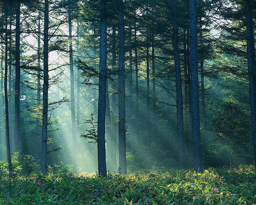 Atjauno mežu 94 ha platībā Autors: Fosilija Viena diena Latvijā.