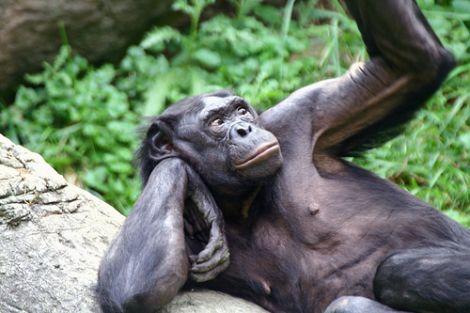 Cilvēki un Bonobo pērtiķi ir... Autors: raiviiops Kailā patiesība