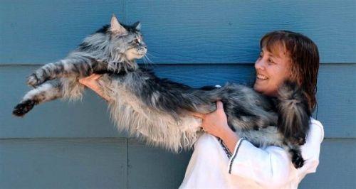 Garākais kaķis Autors: Dīleris Jaunie 2012. gada pasaules rekordi.
