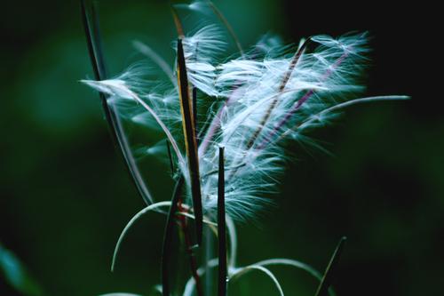  Autors: Fosilija days are forgotten