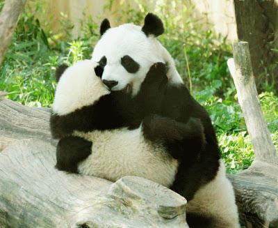  Autors: ashantyy Pandaa:)
