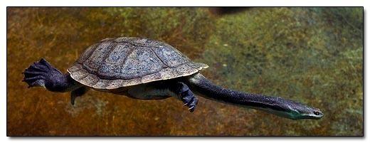 LongNecked Turtle  bruņurupcis... Autors: kruuz 15 dzīvnieki, kuri nav taisīti uz Photoshop