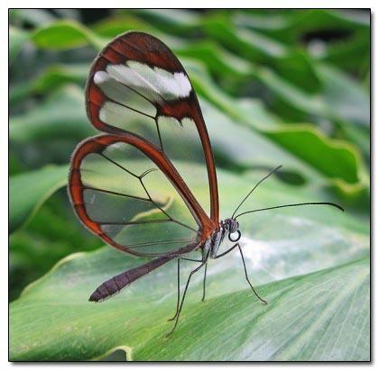 Glasswing Butterfly  stikla... Autors: kruuz 15 dzīvnieki, kuri nav taisīti uz Photoshop