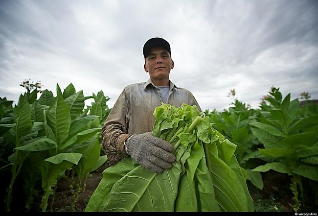 Tabakas plantācijas Chilik... Autors: Fosilija Kā tabaka tiek audzēta.?