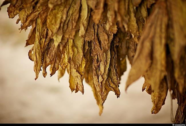 Gaiši dzeltenās lapas tiek... Autors: Fosilija Kā tabaka tiek audzēta.?