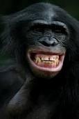 Šimpanzes ir vienīgais... Autors: citrons111 interesanti fakti par dzīvniekiem !
