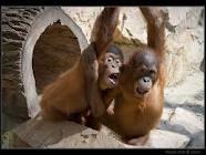 Orangutāni izrāda agresiju ar... Autors: citrons111 interesanti fakti par dzīvniekiem !