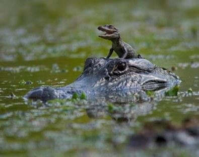 Aligatoru mamma izdēja apmēram... Autors: Tontolis Interesantie faktiņi!  2