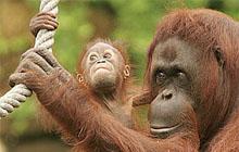  Autors: chinga Cilvēku tuvākie radi tomēr esot orangutani