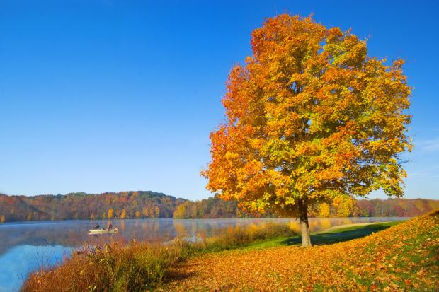 Orange color fall leaves on... Autors: wodka Dabas skati VOL 2