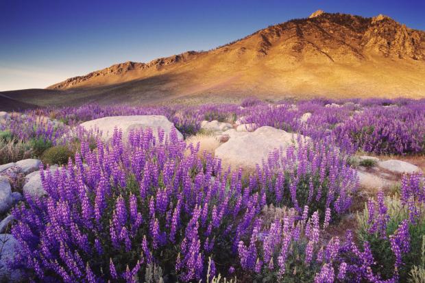 blooming Inyo Bush Lupin... Autors: wodka Dabas skati VOL 2