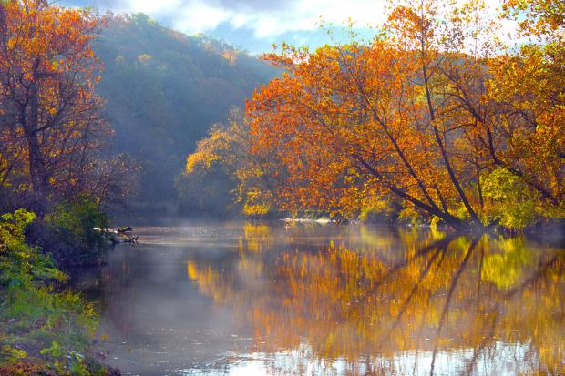 Fog and Fall orange leaves on... Autors: wodka Dabas skati VOL 2