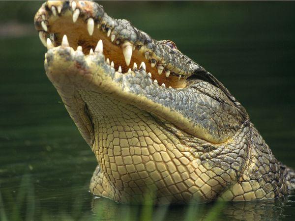 Nīlas krokodili dzīvo Nīlā... Autors: rozine7 Ko tu līdz šim nezināji?? #1