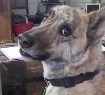 2vieta nonāk pie suņa kas runā... Autors: Ecuk Visskatītākie video YouTubē 2011.gadā.