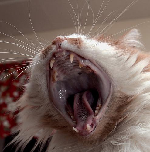 Kaitināju kaķi Viņscaron mani... Autors: Zarka Mani šī gada FEILI