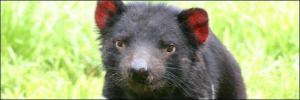 4 Tasmanijas Velns... Autors: Fosilija 6 Dzivnieki kuri tevi parsteigs