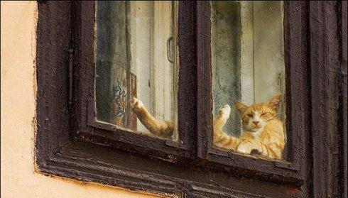  Autors: ALISDZONS Jūs smiesieties! Tā atpūšas kaķi...