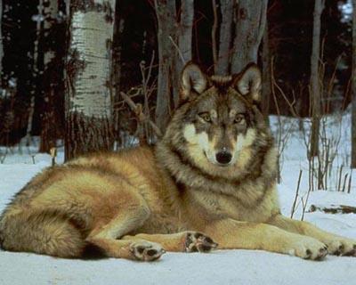  Autors: WOLF12345 Pelēkais vilks 7.nodaļa