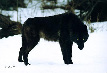  Autors: WOLF12345 Pelēkais vilks 8. nodaļa