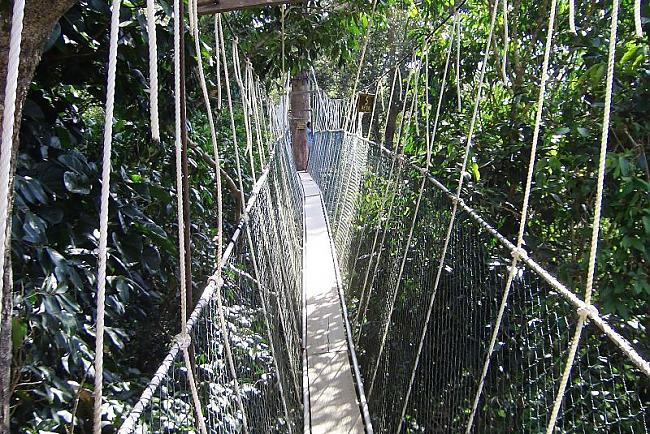 Taman Negara nacionālā parka... Autors: karlikss 10 ļoti bailīgi tilti.