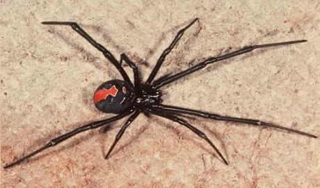 Sarkanmuguras zirneklis... Autors: PhantomMadness Austrālijas nāvīgākie dzīvnieki!