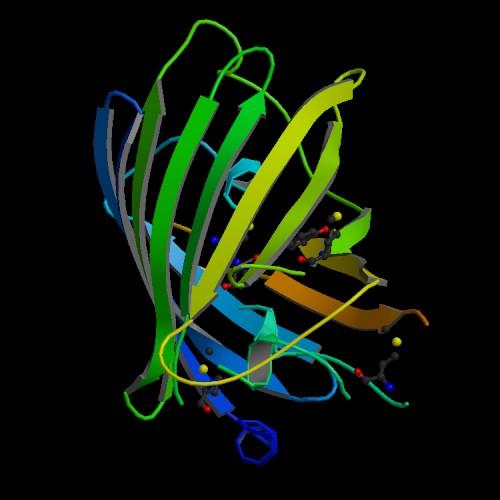  Autors: VinijsPūks Zaļi fluorescējošais proteīns (GFP)