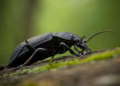  Autors: Bulldog Carabus - Lielā skrejvabole