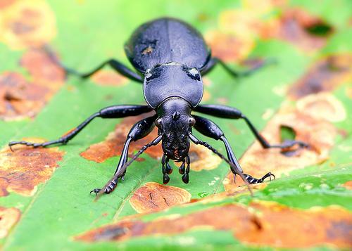  Autors: Bulldog Carabus - Lielā skrejvabole