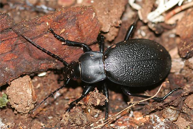  Autors: Bulldog Carabus - Lielā skrejvabole