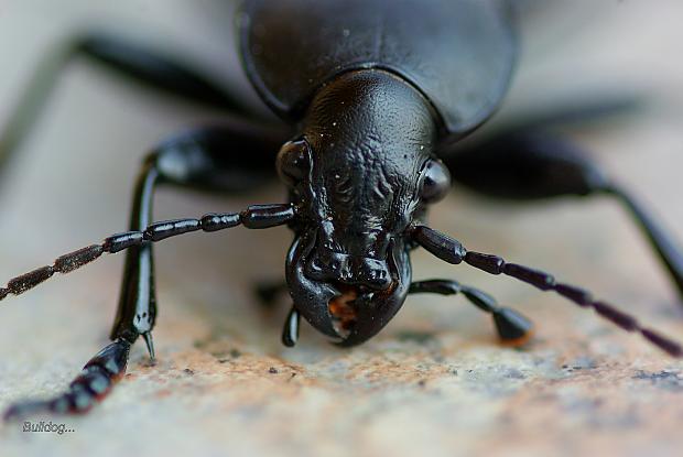  Autors: Bulldog Carabus - Lielā skrejvabole