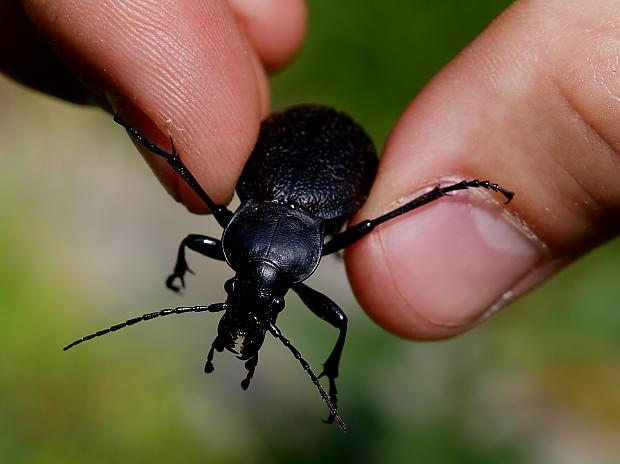  Autors: Bulldog Carabus - Lielā skrejvabole