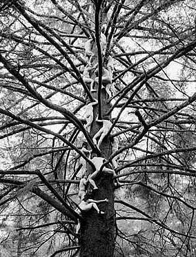 Most naked people in a tree... Autors: BrikuLis Plikie Rekordisti!